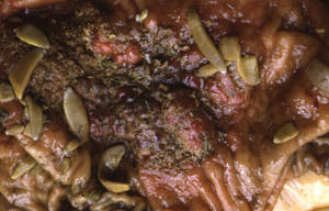 anoplocephala perfoliata parasite
