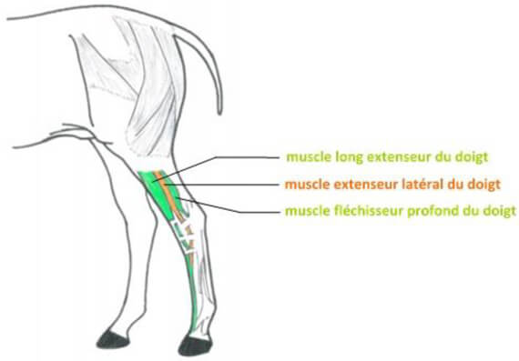 Schéma du muscle extenseur latéral du doigt