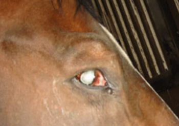 paupière cheval tetanos