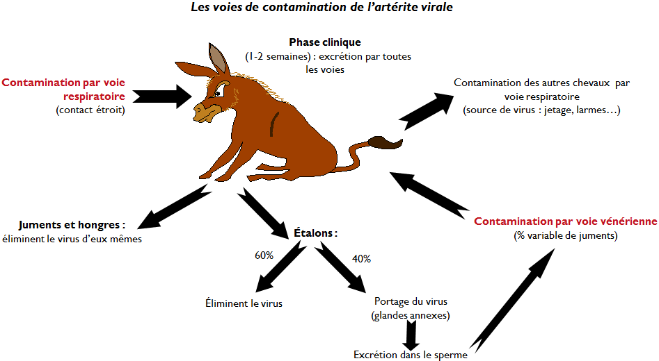 Schéma voies de contamination de l'AVE
