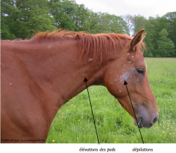 Cheval atteint de teigne