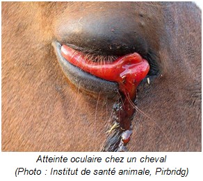 Atteinte oculaire cheval - RESPE 