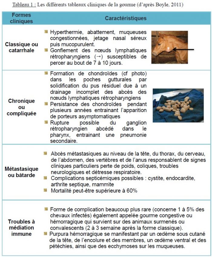Les différents tableaux cliniques de la gourme