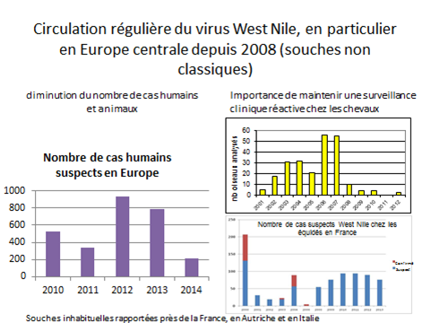 Circulation régulière du virus West Nile, en particulier en Europe