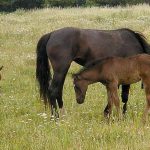 Bilan Reproduction RESPE – Au 30 avril 2020