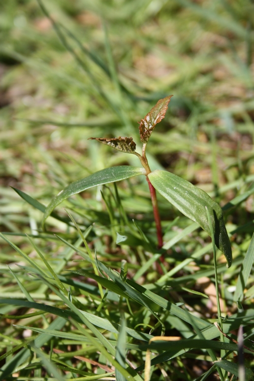 Plantules de l’érable sycomore (Acer pseudoplatanus)