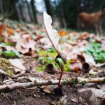 Myopathie atypique : bilan au 04 mars 2019