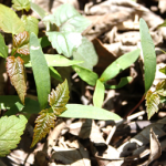 Myopathie atypique : Bilan au 15 avril 2019