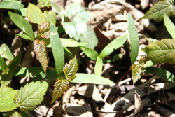 Plantules d’érable sycomore (Acer Pseudoplatanus)