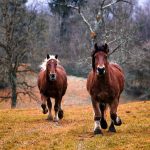 Syndrome « Piro-Like » : bilan de février 2019