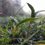 Myopathie atypique : bilan au 02 avril 2019