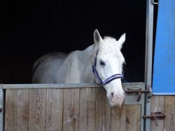 cheval abattu