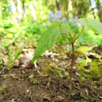 Myopathie atypique : Bilan au 13 mai 2019