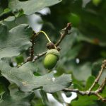 WEBCONFÉRENCE – Automne: Quelles plantes toxiques dans vos pâtures ?