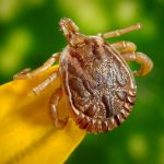 Les tiques, à l&rsquo;origine de maladies