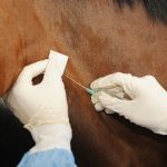 Retour sur deux foyers d&rsquo;Anémie Infectieuse des Equidés en Dordogne et en Haute-Savoie à l&rsquo;automne 2019