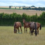 Chevaux RESPE maladies des équidés