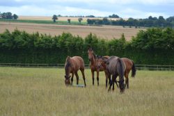 Chevaux RESPE maladies des équidés