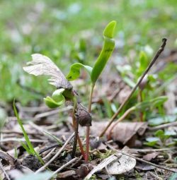 Plantule érable sycomore
