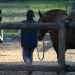 Les bons gestes pour les bénévoles des structures équestres pendant la crise du Covid-19