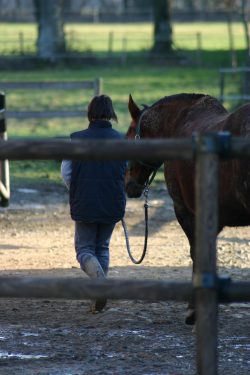 cheval en main