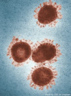 Actualité coronavirus dans la filière équine