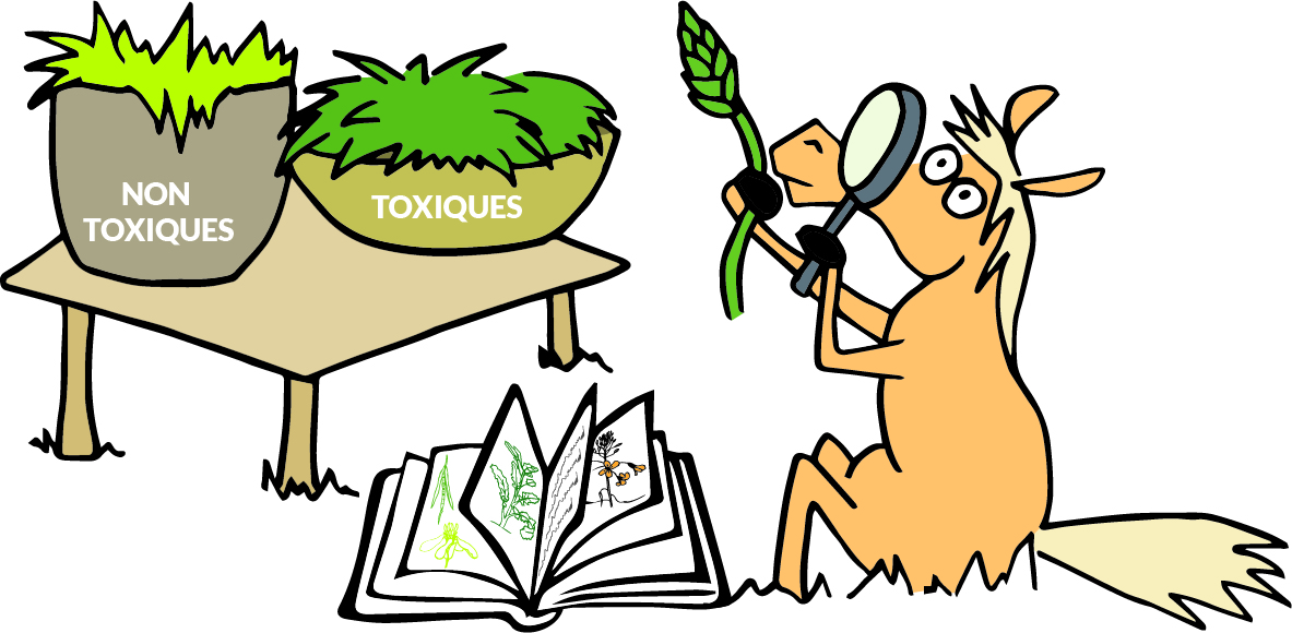 Les plantes toxiques pour les chevaux : à nous de les connaître pour leur éviter l’intoxication !