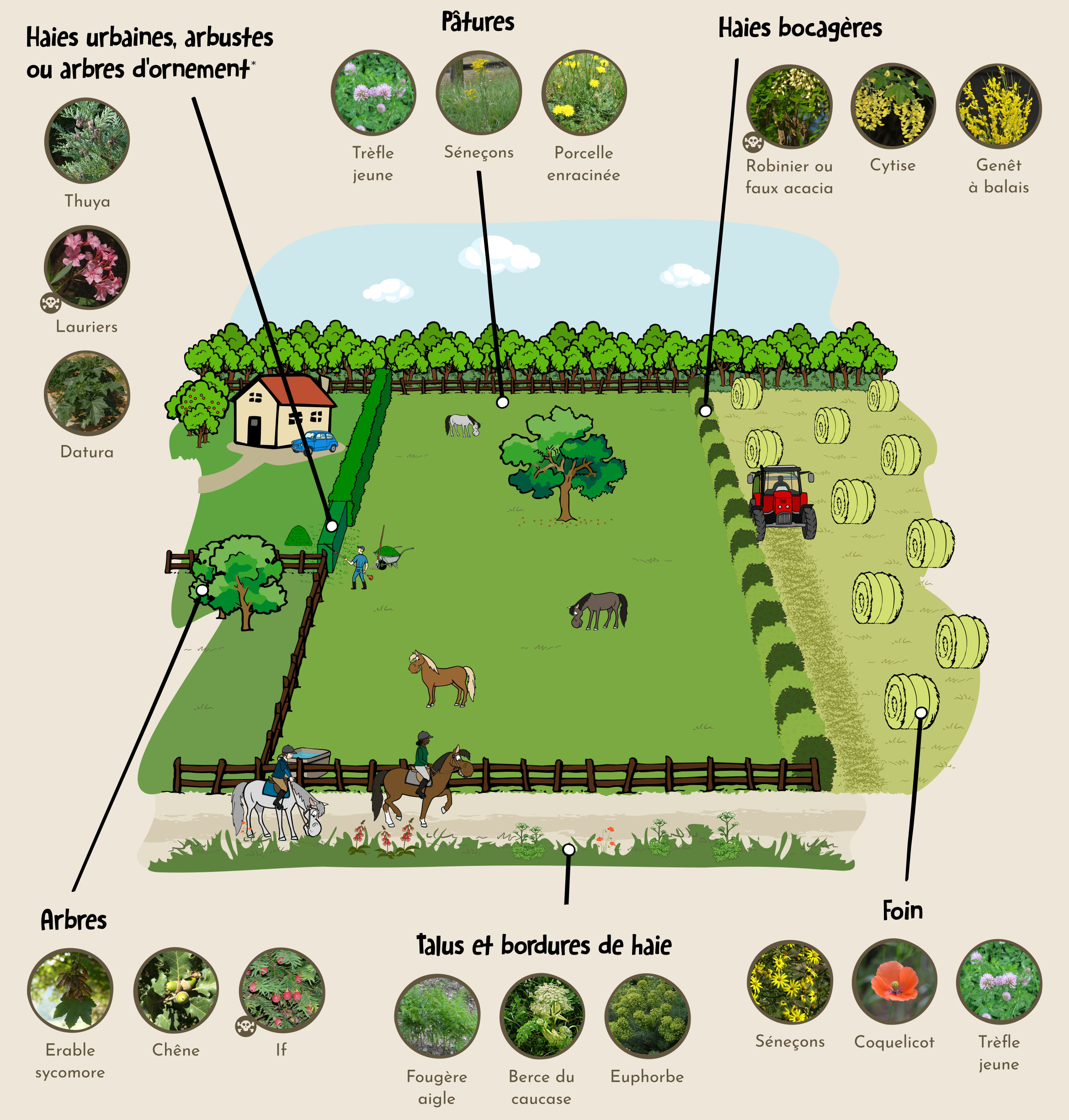 Les plantes toxiques pour les chevaux : à nous de les connaître pour leur éviter l’intoxication !