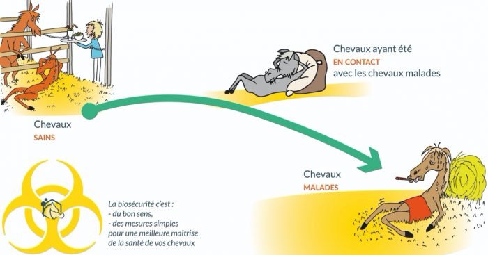 Biosécurité : ces gestes qui limitent les risques sanitaires