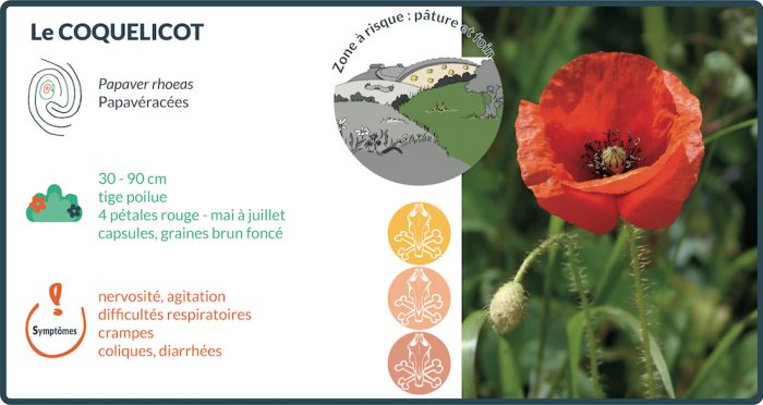 Le coquelicot contient de la rhoeadine, alcaloïde proche de l’opium, qui le rend toxique pour les chevaux, en particulier lorsqu’il est présent dans le foin.