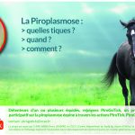 Rejoignez PiroGoTick, un projet de recherche participative sur la piroplasmose équine