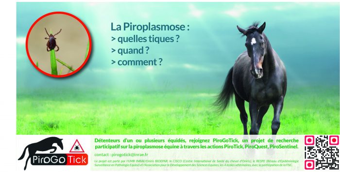 Rejoignez PiroGoTick, un projet de recherche participative sur la piroplasmose équine