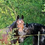 Quels sont les principaux arbres toxiques pour les chevaux ?