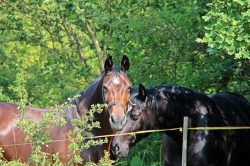 Les arbres qui apportent de l’ombre ou une protection contre les intempéries peuvent parfois être également toxiques pour les chevaux. Il est donc important de connaître et savoir reconnaître les principaux.