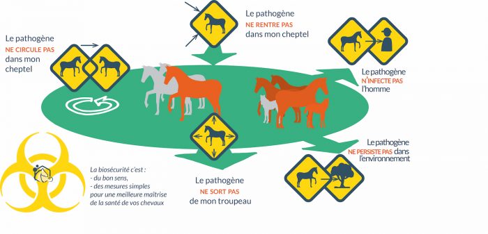 Biosécurité : ces gestes qui limitent les risques sanitaires