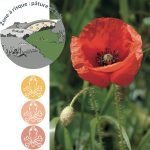 Le coquelicot contient de la rhoeadine, alcaloïde proche de l’opium, qui le rend toxique pour les chevaux, en particulier lorsqu’il est présent dans le foin.