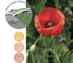 Le coquelicot contient de la rhoeadine, alcaloïde proche de l’opium, qui le rend toxique pour les chevaux, en particulier lorsqu’il est présent dans le foin.
