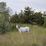 Talus et bords de haies peuvent abriter une flore riche en biodiversité. Certaines de ces plantes peuvent être nocives pour les chevaux, attention donc à ne pas risquer leur santé. Apprendre à les reconnaître permet de sécuriser l’environnement des chevaux.