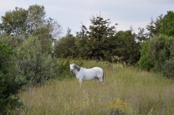 Talus et bords de haies peuvent abriter une flore riche en biodiversité. Certaines de ces plantes peuvent être nocives pour les chevaux, attention donc à ne pas risquer leur santé. Apprendre à les reconnaître permet de sécuriser l’environnement des chevaux.