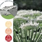 la cigüe est une des plantes indigènes les plus toxiques, en particulier au printemps