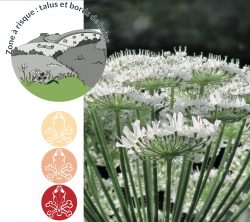 la cigüe est une des plantes indigènes les plus toxiques, en particulier au printemps
