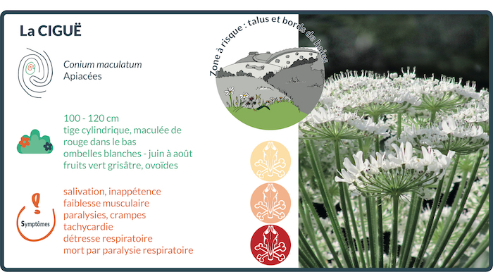 la cigüe est une des plantes indigènes les plus toxiques, en particulier au printemps