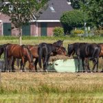 Pâtures et foin : quelles sont les principales plantes toxiques pour les chevaux qu’il est possible d’y rencontrer ?