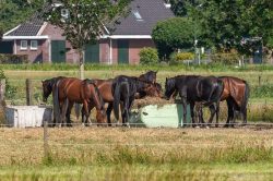 Pâtures et foin : quelles sont les principales plantes toxiques pour les chevaux qu’il est possible d’y rencontrer ?