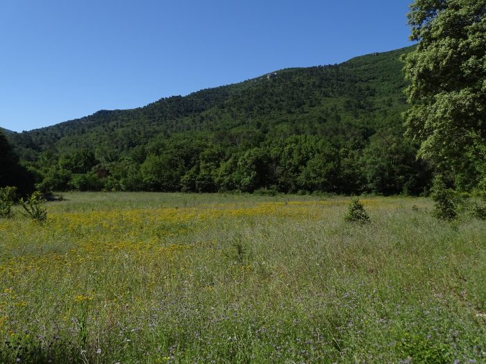 Appel à Vigilance : envahissement de pâtures ou de prairies à faucher par le millepertuis dans le Sud Est