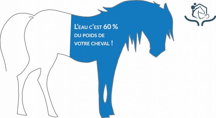 On estime que l’eau représente 60% du poids du cheval, ce qui représente autour de 480 litres pour un cheval de 800 kg !