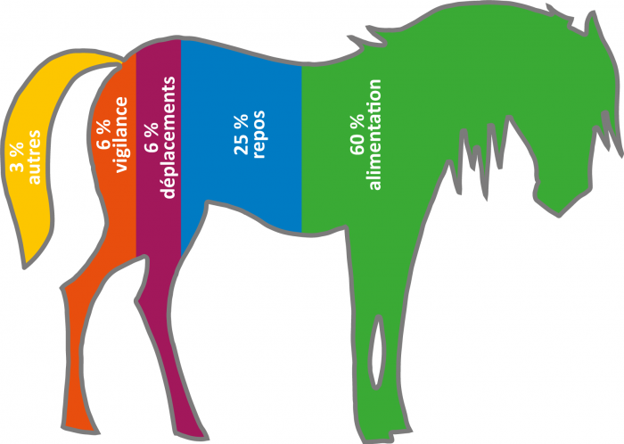 Le budget-temps du cheval correspond à la répartition sur 24h de ses activités : manger, se reposer, bouger, interagir avec ses congénères