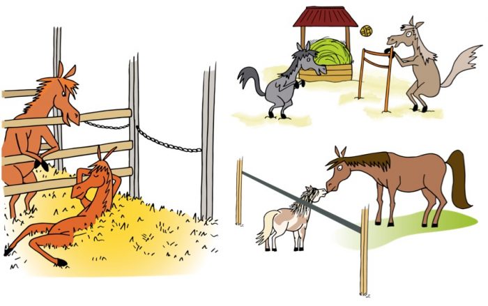 Le budget-temps du cheval correspond à la répartition sur 24h de ses activités : manger, se reposer, bouger, interagir avec ses congénères…