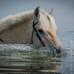 Ces besoins sont à doubler ou tripler pour les chevaux qui travaillent