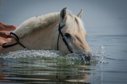 Ces besoins sont à doubler ou tripler pour les chevaux qui travaillent